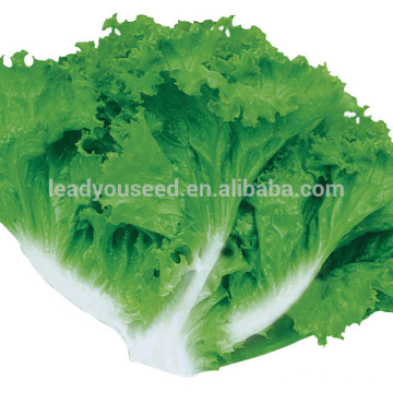 LT03 Jiulong sazona semillas de lechuga de madurez temprana de Guangzhou